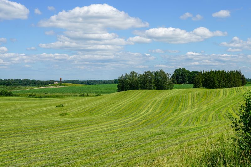 Healthy Pasture After Mowing